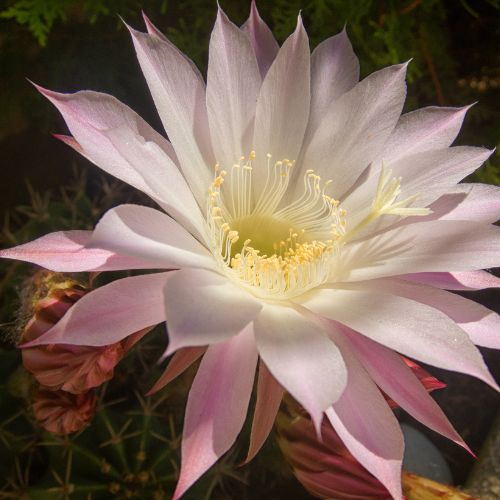 Cactus Blossom Fragrance Oil Review Fragrance Oils Direct UK