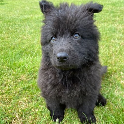 Pet Safe / Pet Friendly Fragrance Oils Fragrance Oils Direct UK