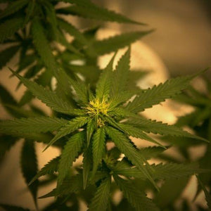 Cannabis Flower Review