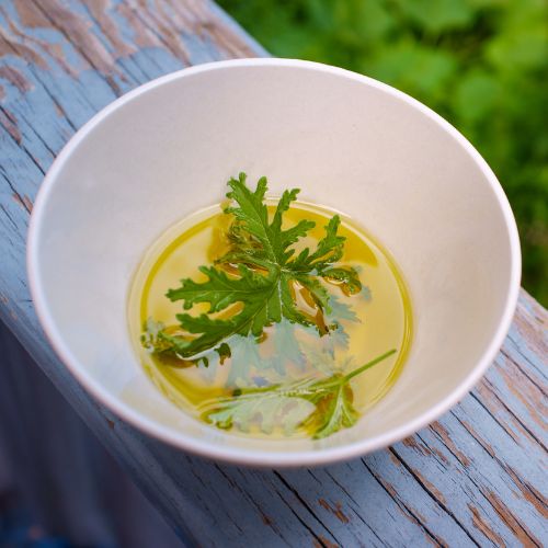 Essential Oils as Insect Repellent Fragrance Oils Direct UK