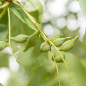 Kakadu Plum Fragrance Oil Review