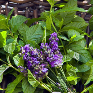 Mint Leaf& Lavender Fragrance Oil Review