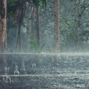 Petrichor Fragrance Oil Review