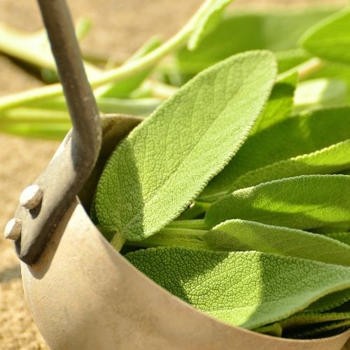 Our Herbal & Botanical Fragrance Oils