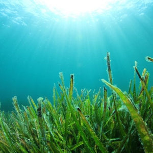 Seaweed and Juniper Fragrance Oil