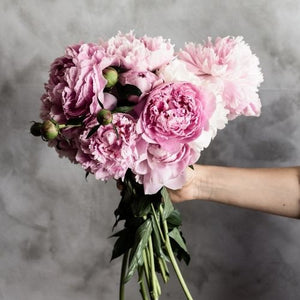 Amber Peony Fragrance Oil