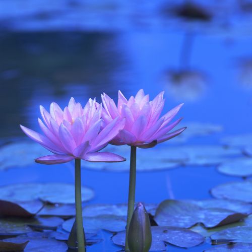 Water Lily & Rose Fragrance Oil – Fragrance Oils Direct UK