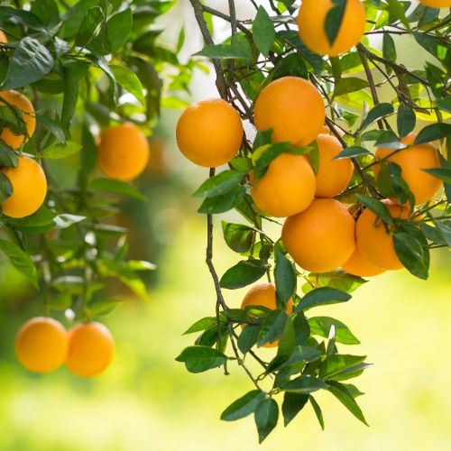 Trovita Orange Fragrance Oil