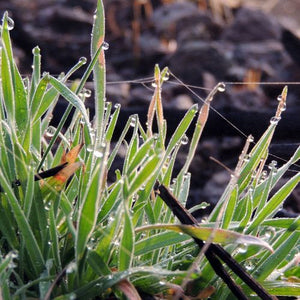 Morning Dew Fragrance Oil