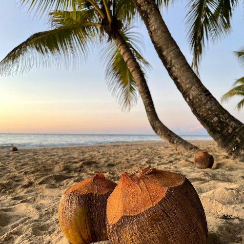 wholesale quality fragrance oils coconut paradise fragrance oil