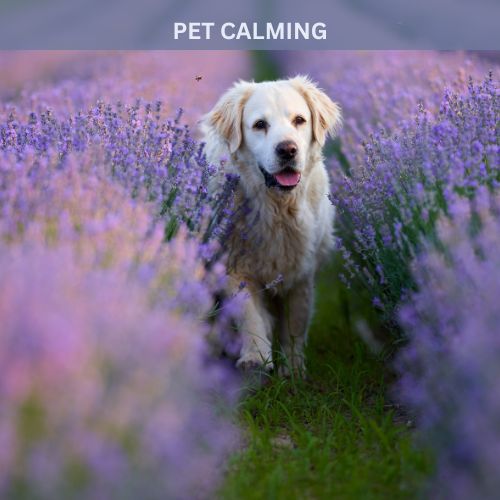 pet calming fragrance oil