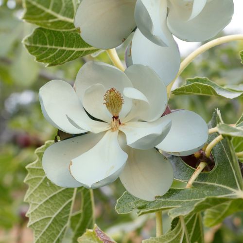 Magnolia & Fig Leaf Fragrance Oil