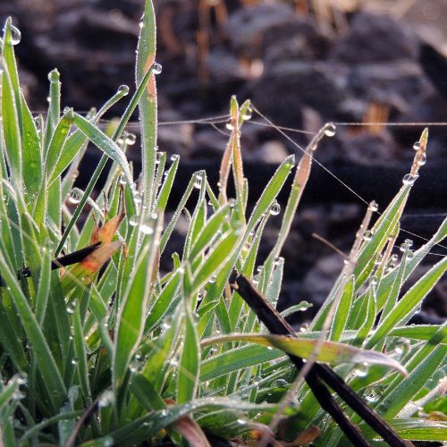 wholesale quality fragrance oils morning dew fragrance oil