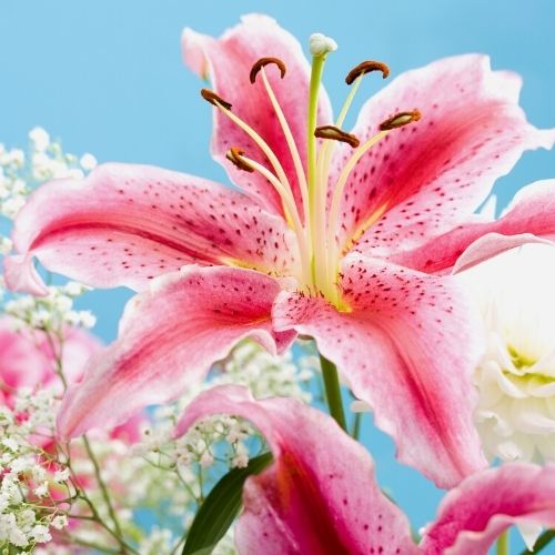 quality fragrance oil stargazer lily fragrance oil