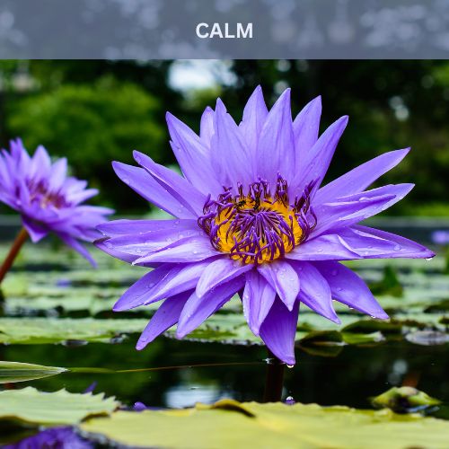 calming fragranace oil