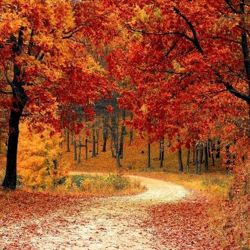 autumn woods fragrance oil. Best fragrance oil for wax melts candles and cosmetics