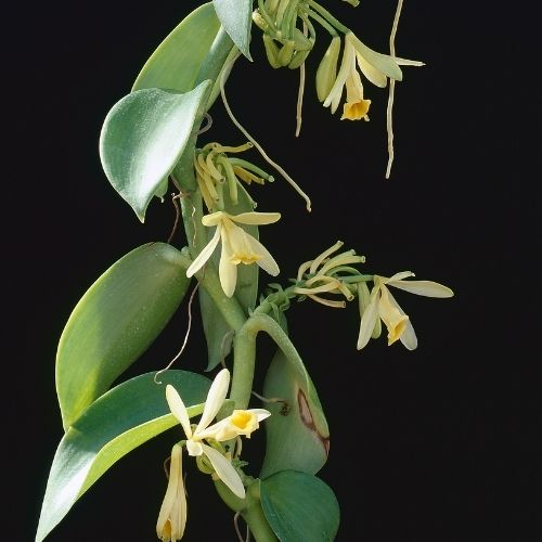 quality fragrance oil black vanilla orchid fragrance oil