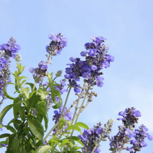 wholesale quality fragrance oils blue sage fragrance oil