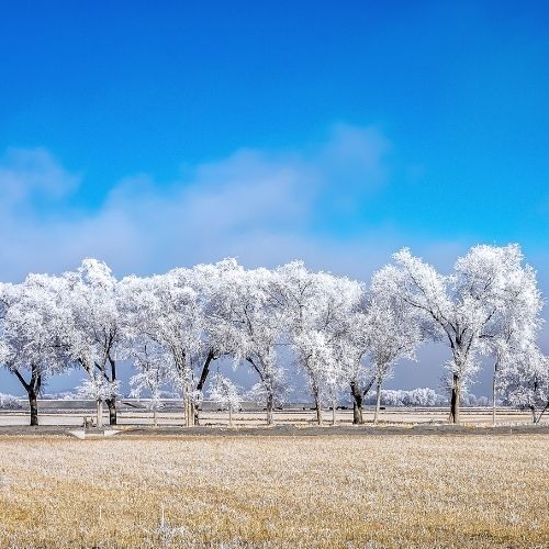 quality wholesale fragrance oil cottonwood fragrance oil