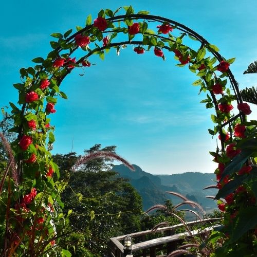 quality wholesale fragrance oil flowering vine fragrance oil