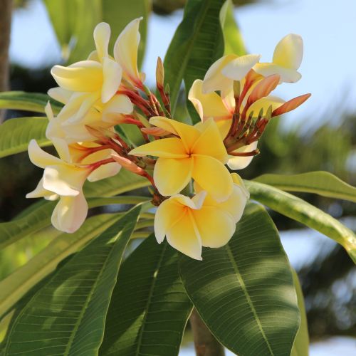frangipani and monoi fragrance oil