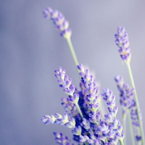 french lavender fragrance oil. Best fragrance oil for wax melts candles and cosmetics