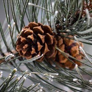 frosted pine cone fragrance oil. Best fragrance oil seasonal festive for wax melts candles and cosmetics