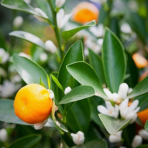 quality wholesale fragrance oil mandarin blossoms fragrance oil