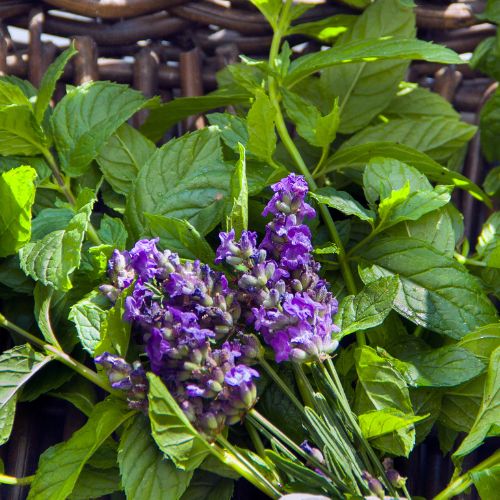 wholesale quality fragrance oil mint leaf and lavender fragrance oil