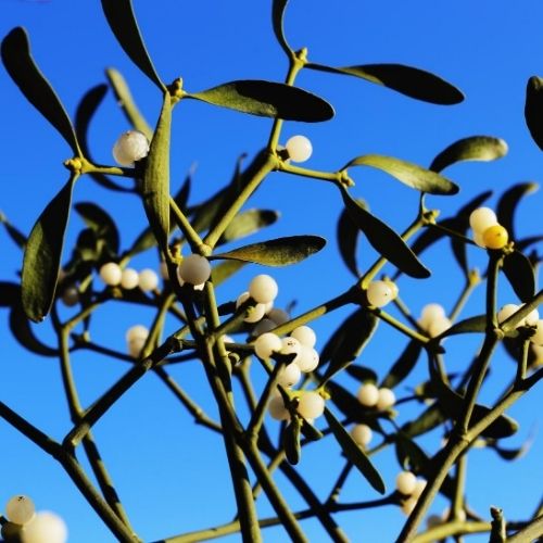 Mistletoe fragrance oil. Best fragrance oil festive christmas for wax melts candles and cosmetics