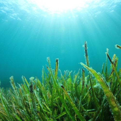 Seaweed and Juniper Fragrance Oil