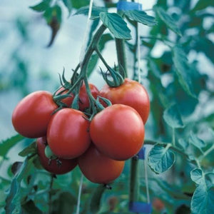 wholesale quality fragrance oils tomato vine fragrance oil