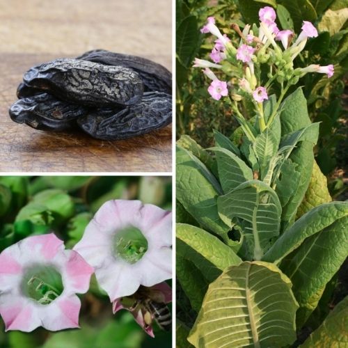 Tobacco Flower