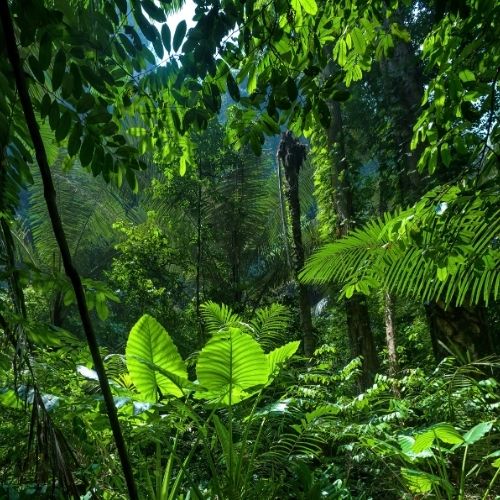 Tropical Jungle Fragrance Oil