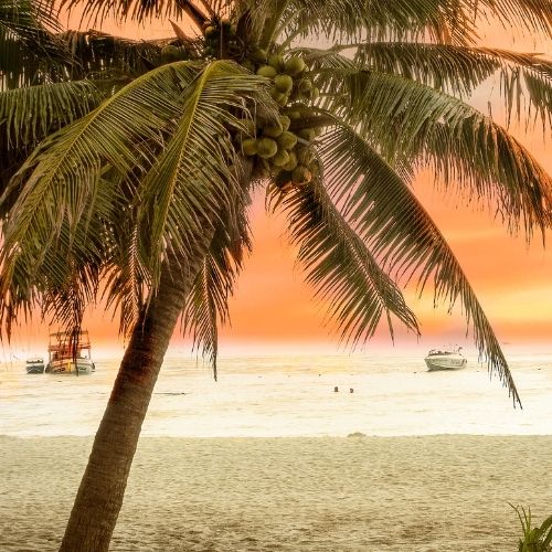 Tropical Sun Fragrance Oil