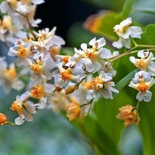 quality wholesale fragrance oil vanilla bean orchid